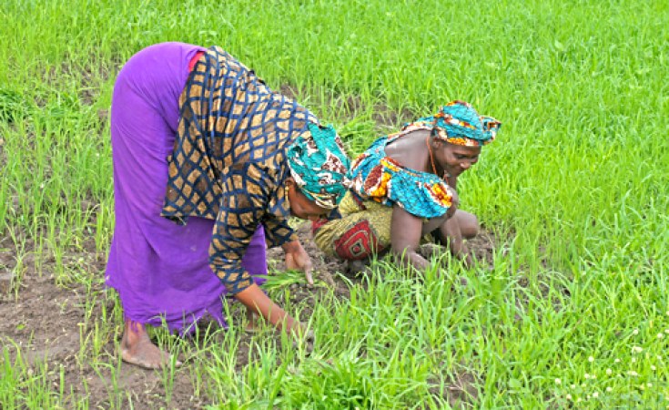 Riz local : l’État instaure une subvention de 50 FCFA/kg Riz local : l’État instaure une subvention de 50 FCFA/kg