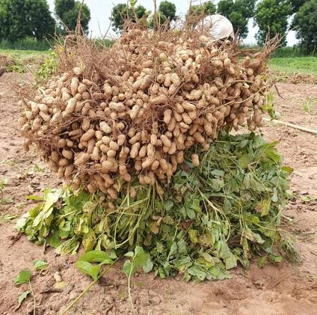 Campagne agricole 2026-2027 : le Sénégal maintient le budget à 130 milliards FCFA Campagne agricole 2026-2027 : le Sénégal maintient le budget à 130 milliards FCFA
