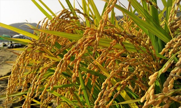 Riz au Sénégal : le gouvernement suspend les importations jusqu’au 15 août et fixe 600 000 tonnes de quotas Riz au Sénégal : le gouvernement suspend les importations jusqu’au 15 août et fixe 600 000 tonnes de quotas