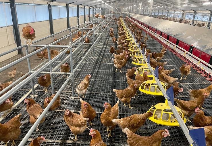 Sénégal : la filière avicole vise moins de 10 % d’importations d’œufs à couver en 2029 Sénégal : la filière avicole vise moins de 10 % d’importations d’œufs à couver en 2029