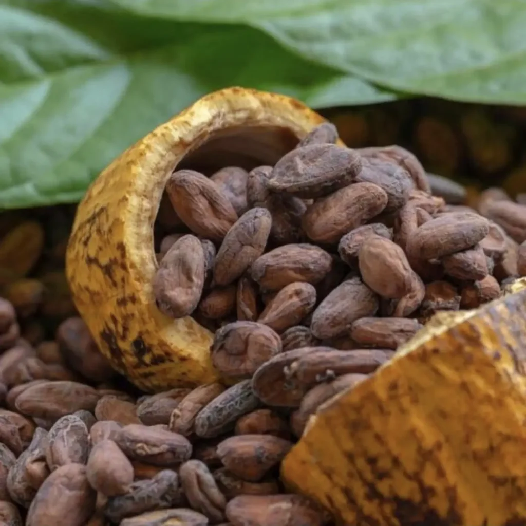 Côte d’Ivoire : 107 opérateurs agréés pour la campagne du Cacao Côte d’Ivoire : 107 opérateurs agréés pour la campagne du Cacao